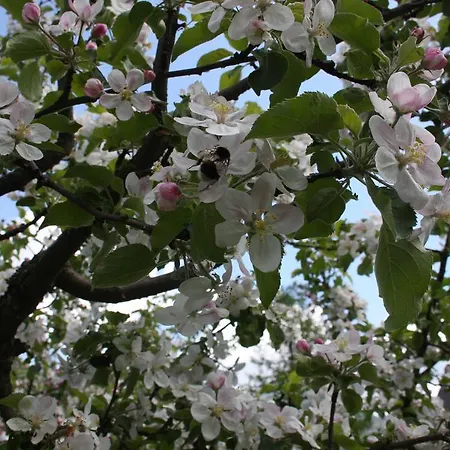 Gostinjska kuća Romana 3*